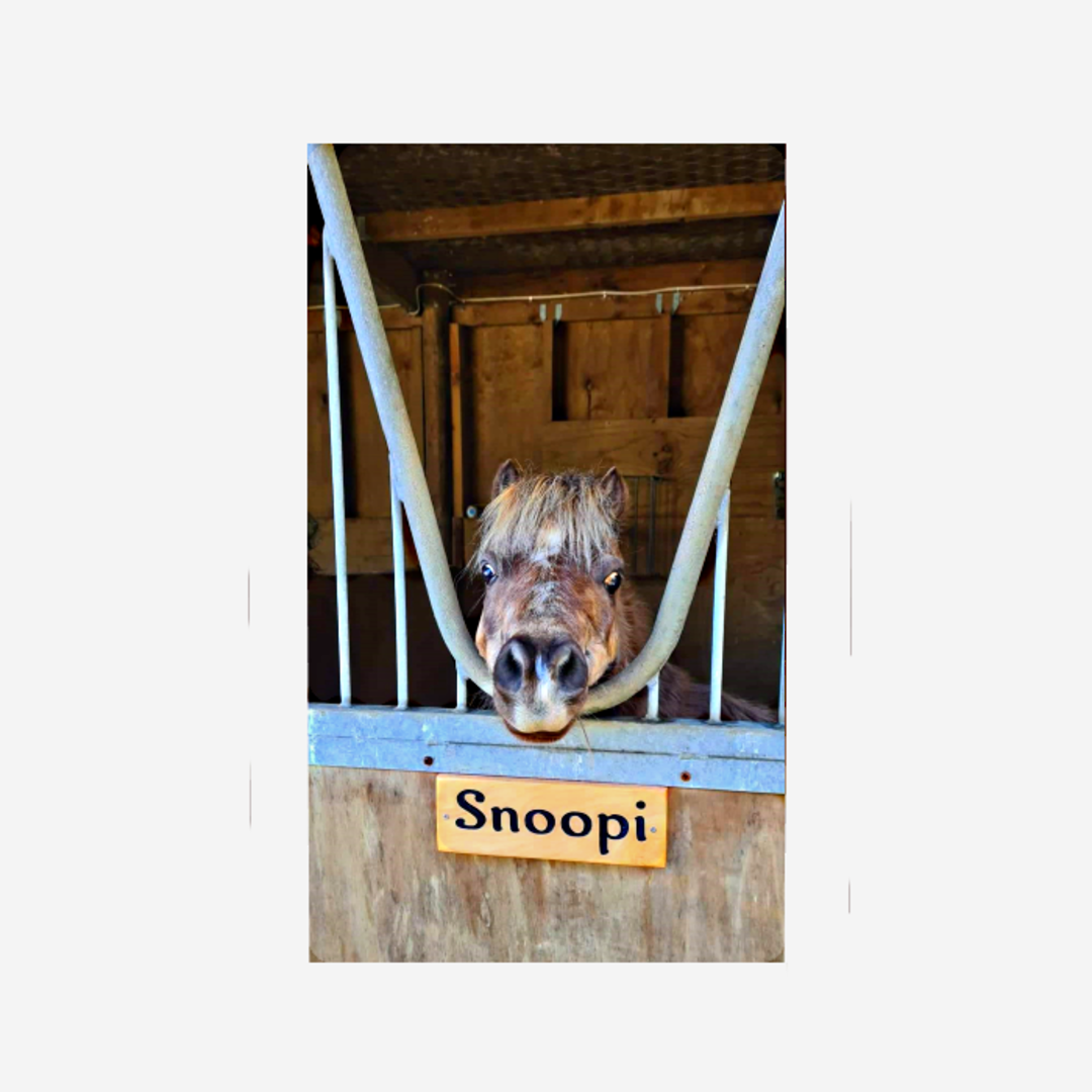 Macrocarpa 'Snoopi' Sign image 0